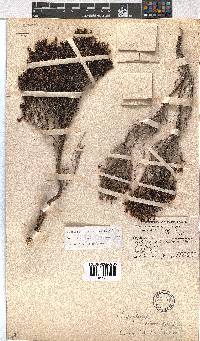 Erica labialis image