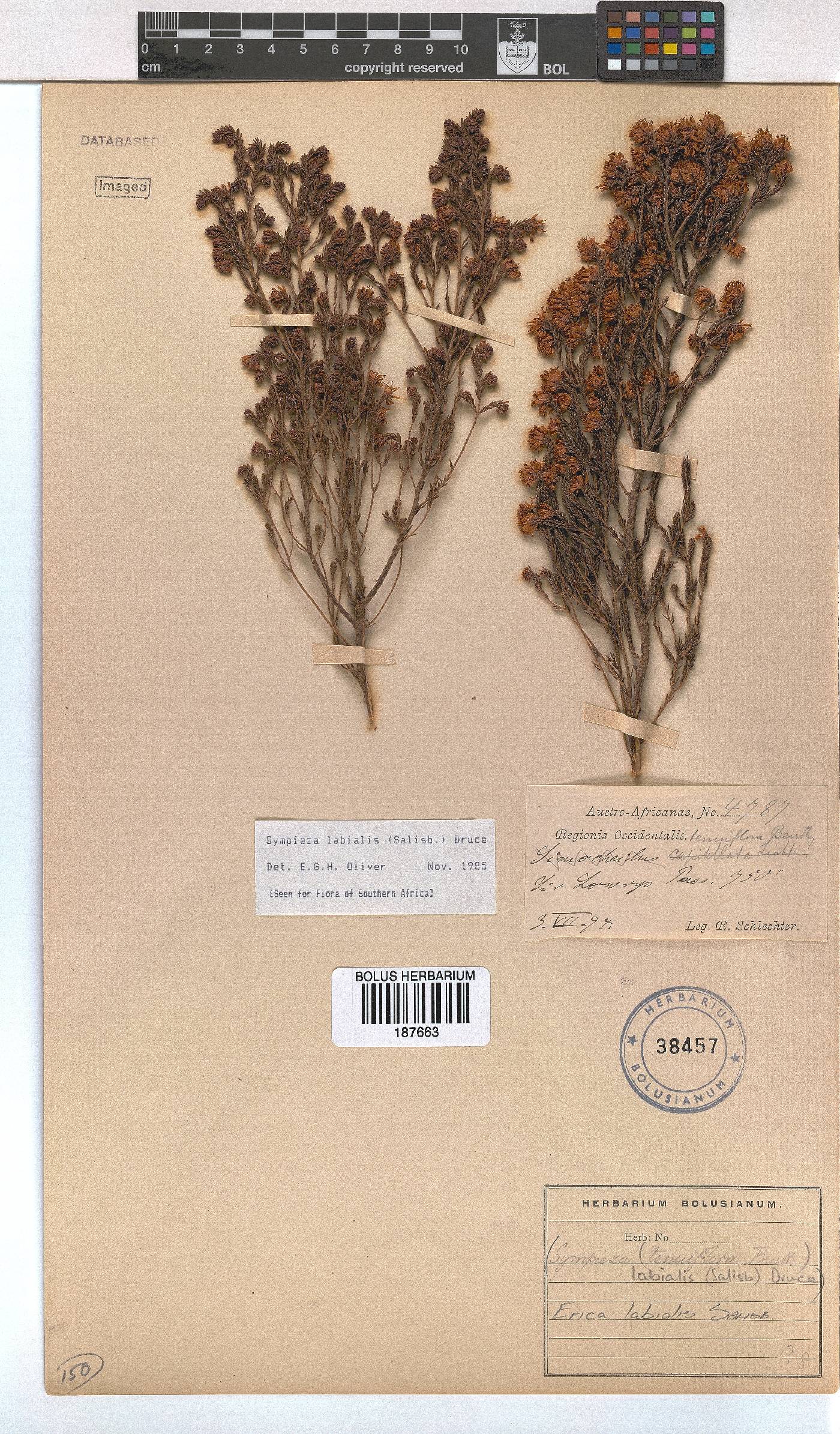 Erica labialis image