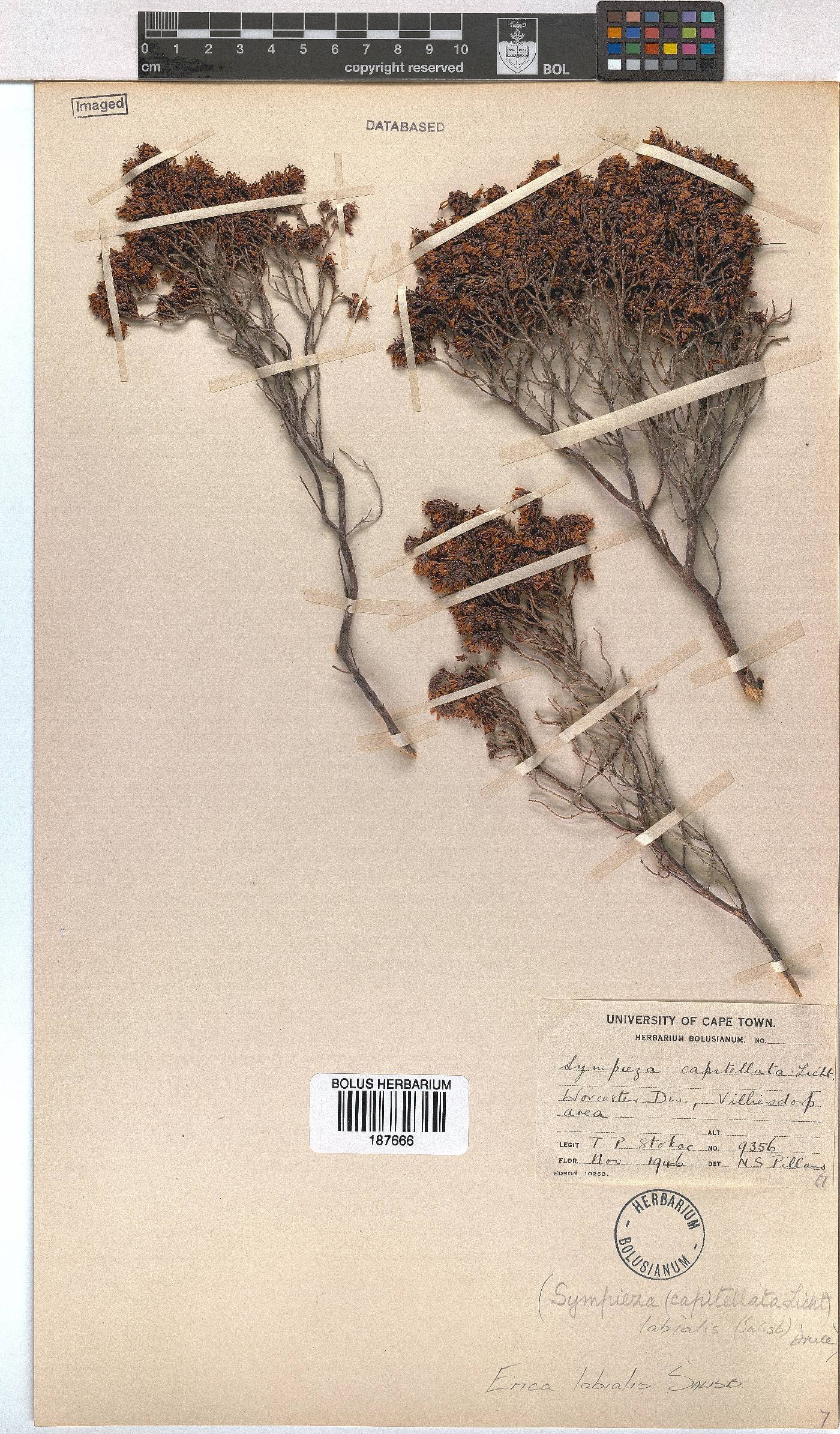 Erica labialis image