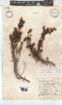 Erica benthamiana image