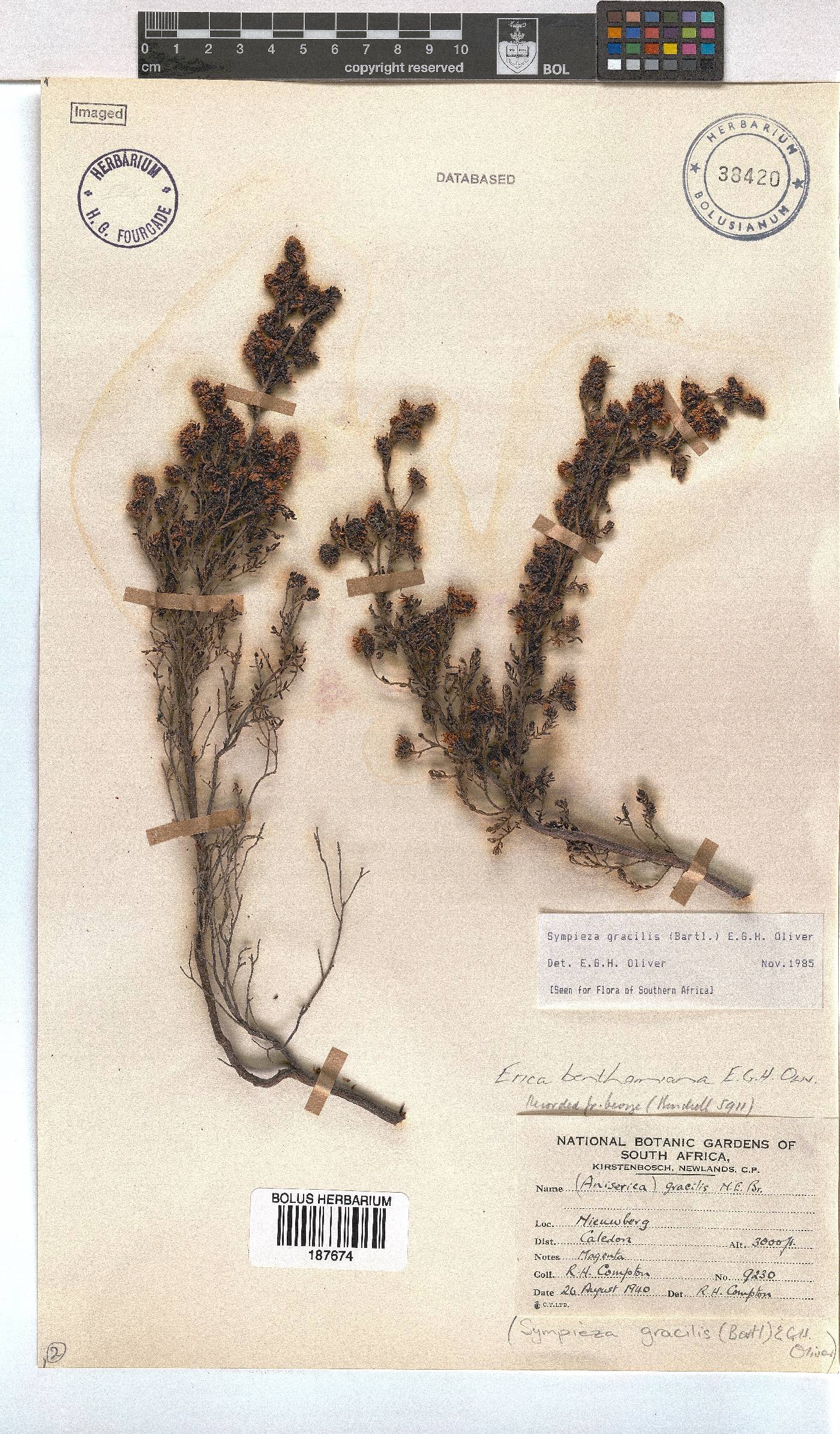 Erica benthamiana image