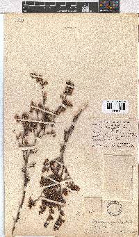 Erica benthamiana image