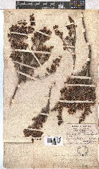 Erica benthamiana image