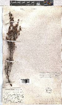 Erica benthamiana image