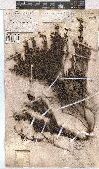 Erica benthamiana image