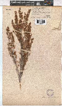 Erica melanthera image