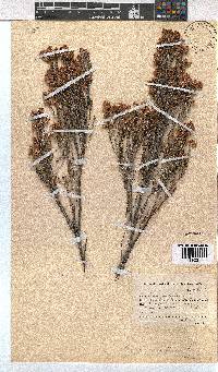 Erica melanthera image