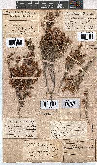 Erica melanthera image