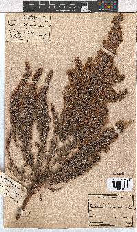 Erica chamissonis image