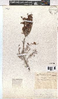 Erica chamissonis var. polyantha image