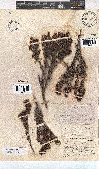 Erica saptouensis image