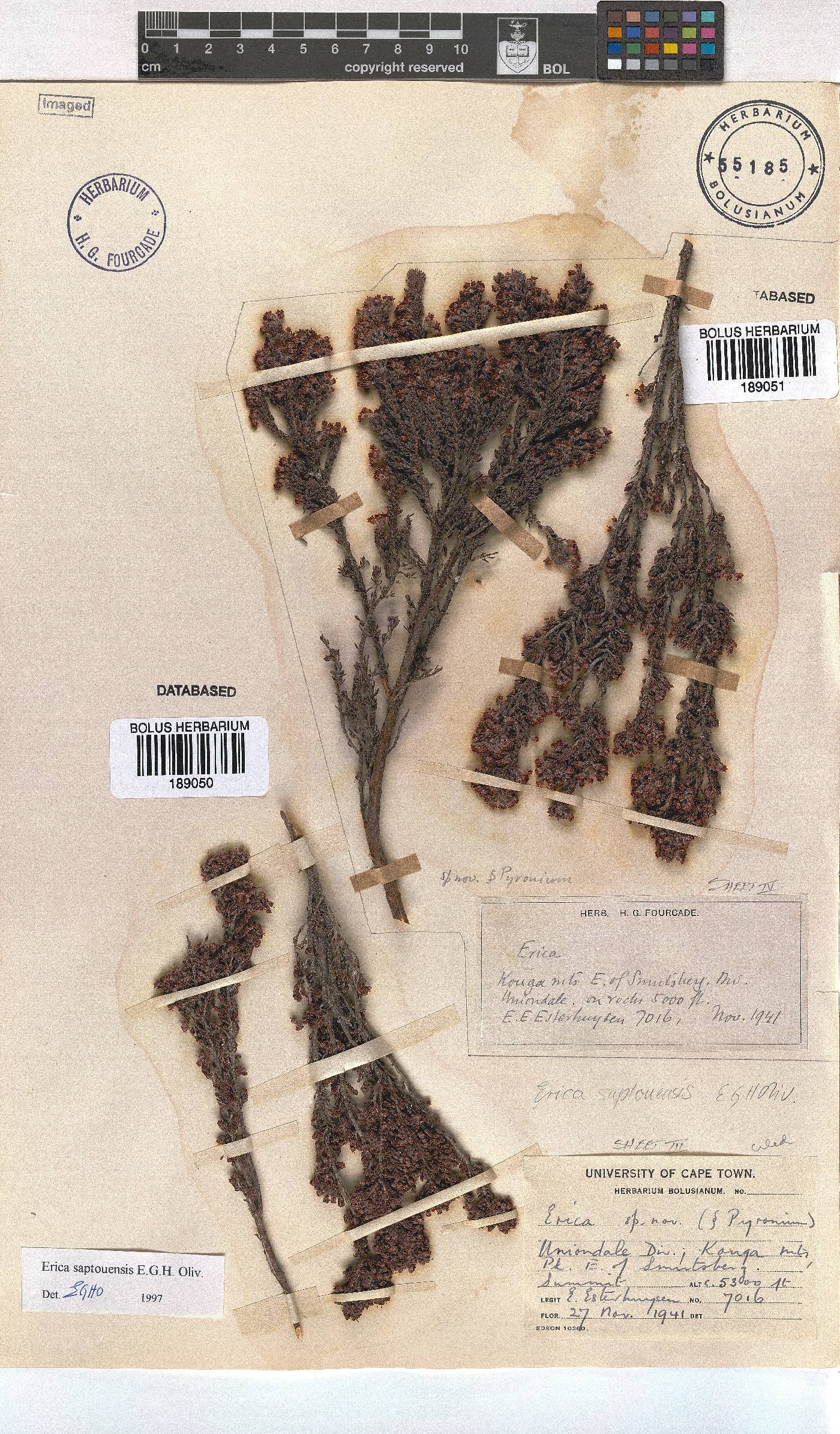 Erica saptouensis image