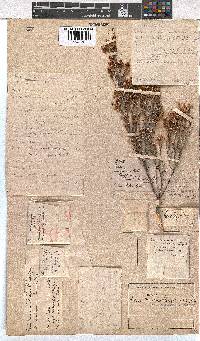 Erica newdigateae image