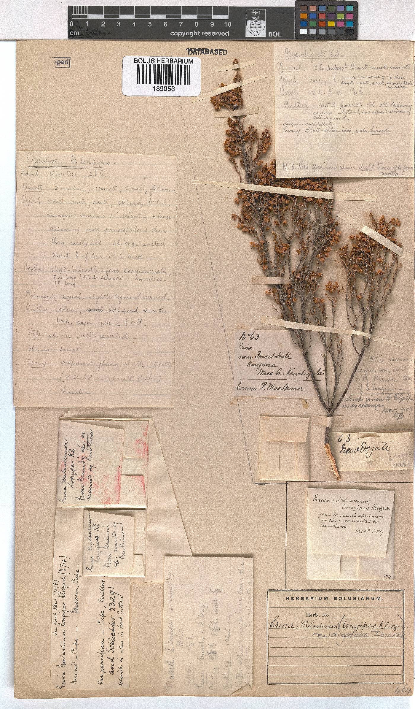 Erica newdigateae image