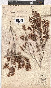 Erica newdigateae image