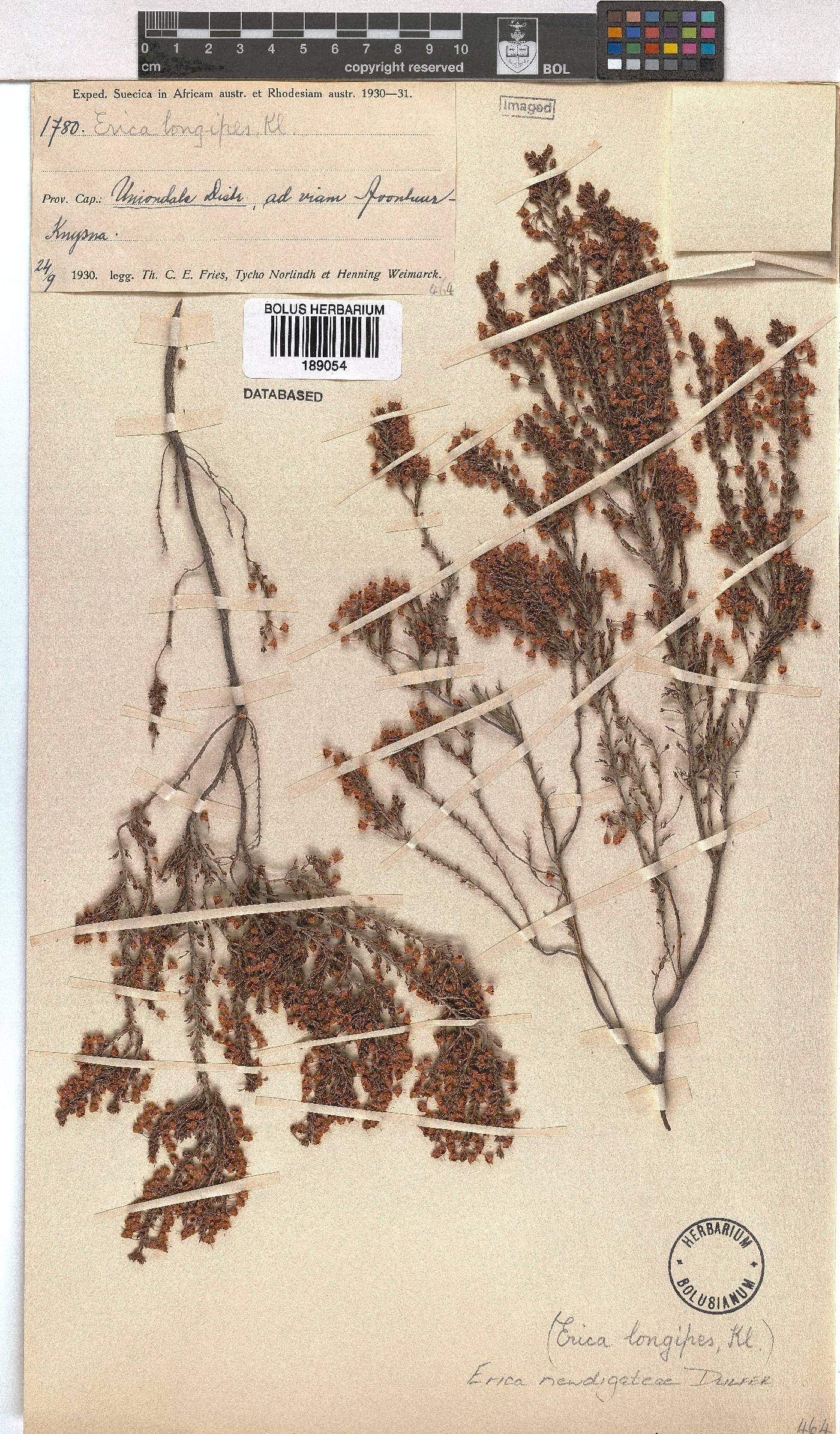 Erica newdigateae image