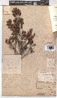 Erica canaliculata image