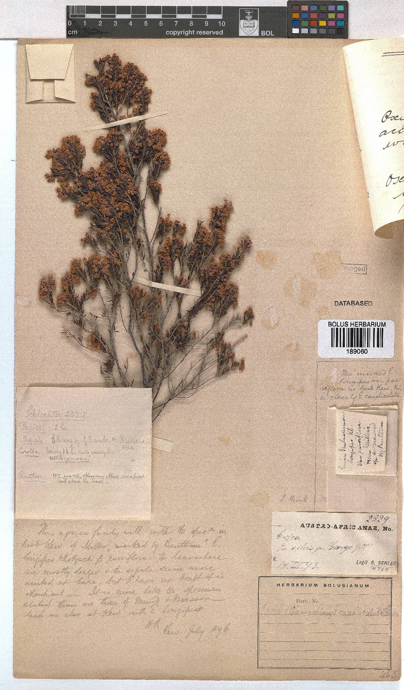 Erica canaliculata image