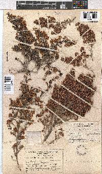 Erica canaliculata image