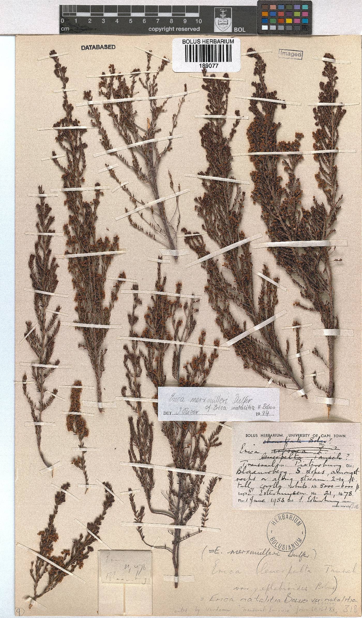 Erica natalitia image