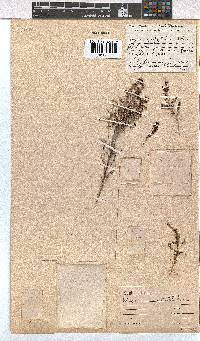 Erica natalitia image