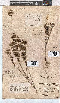 Erica thunbergii image