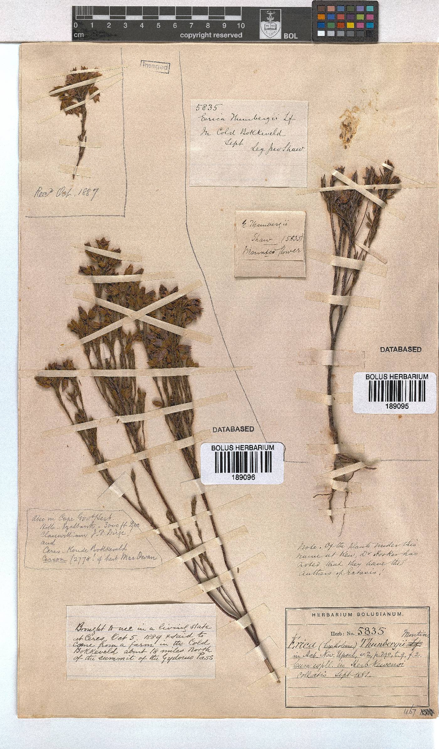 Erica thunbergii image