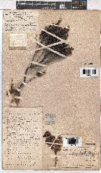 Erica corydalis image