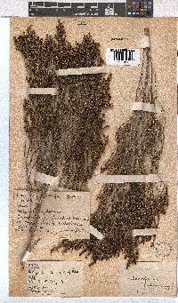 Erica subcapitata image