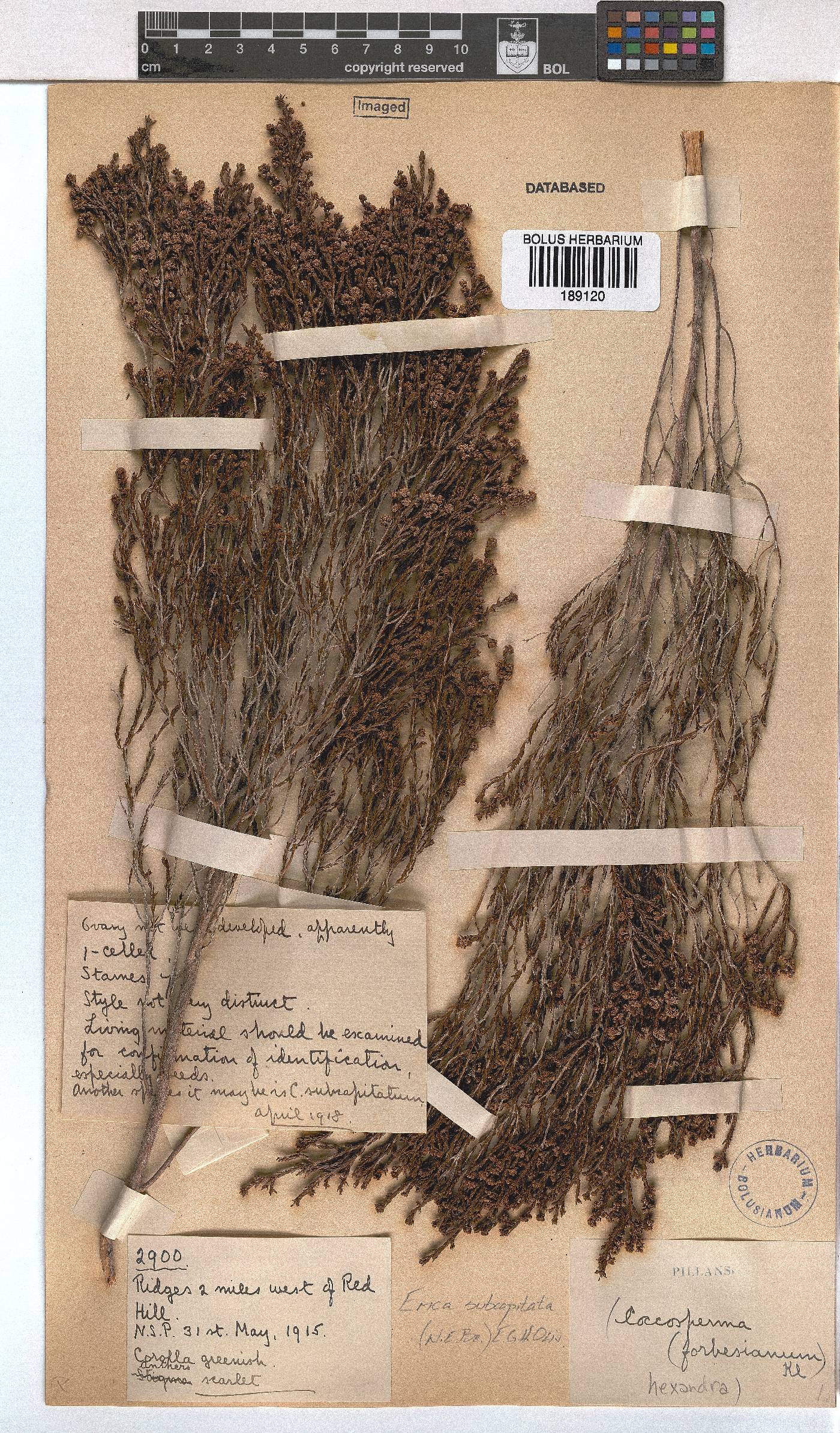 Erica subcapitata image