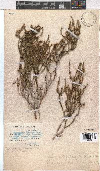 Erica subcapitata image