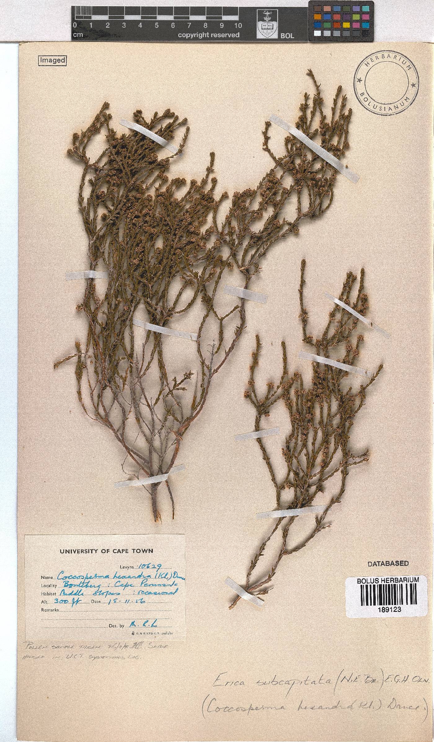 Erica subcapitata image
