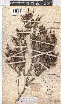 Erica subcapitata image