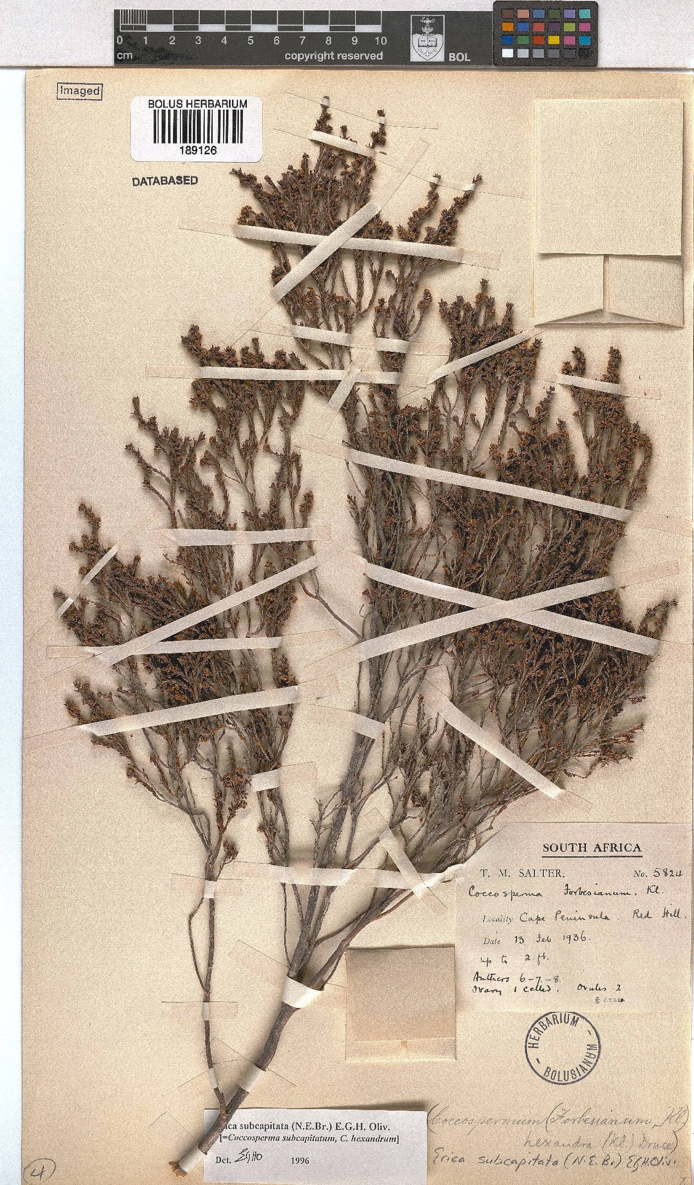 Erica subcapitata image