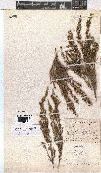 Erica areolata image