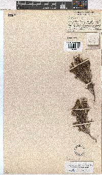 Erica areolata image