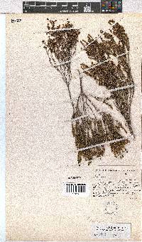 Erica areolata image