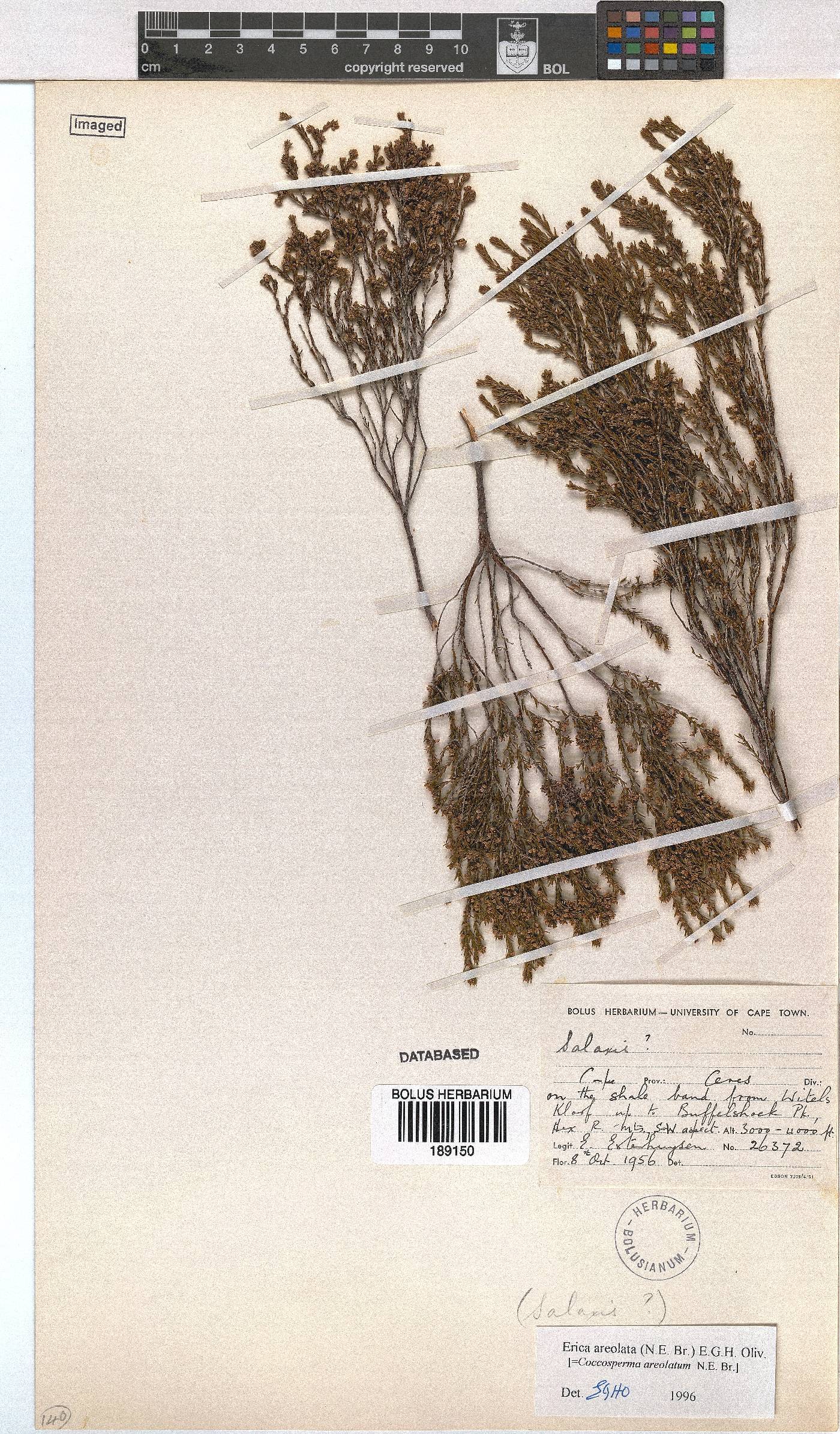 Erica areolata image