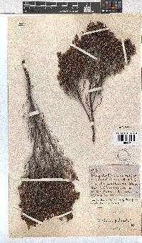 Erica axillaris image