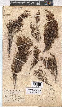 Erica axillaris image