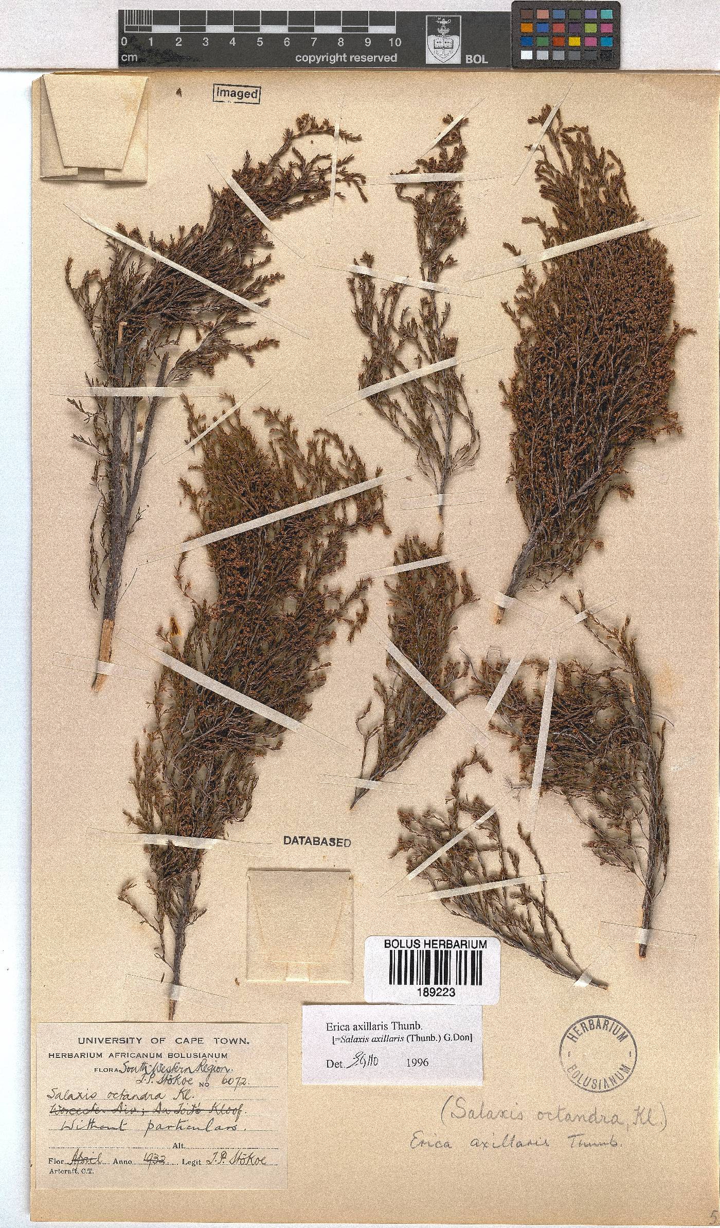 Erica axillaris image