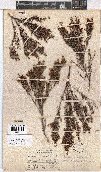 Erica axillaris image