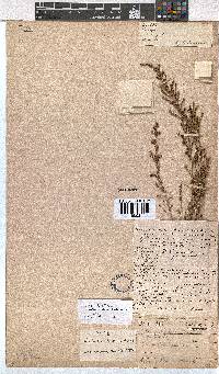 Erica axillaris image