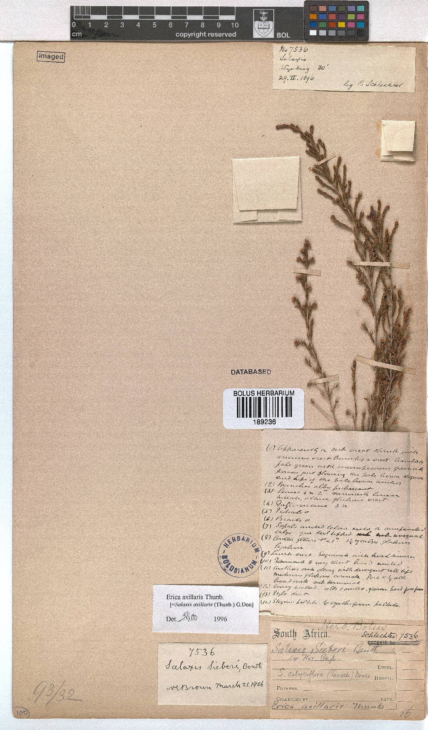Erica axillaris image