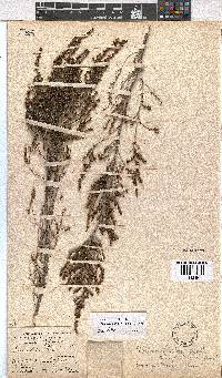 Erica axillaris image