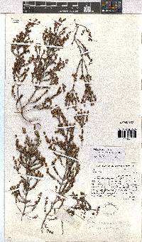 Erica axillaris image