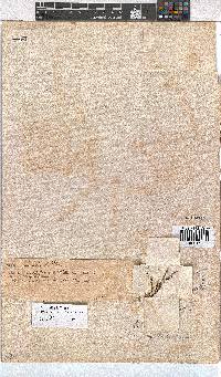 Erica axillaris image