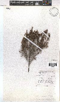 Erica axillaris image