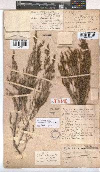 Erica axillaris image