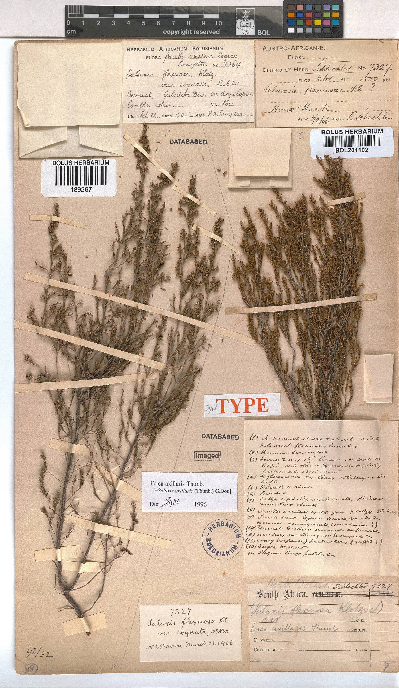 Erica axillaris image